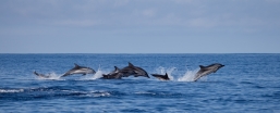 Dolphins/Azores/Portugal
